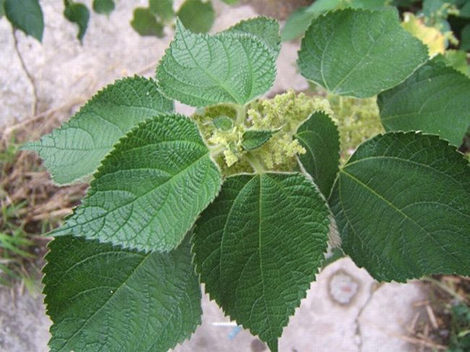 农村的这种野生植物,是天然的止血剂,还是老少皆宜的