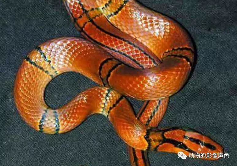 非常漂亮的紫灰锦蛇,看起来就像软妹子一样