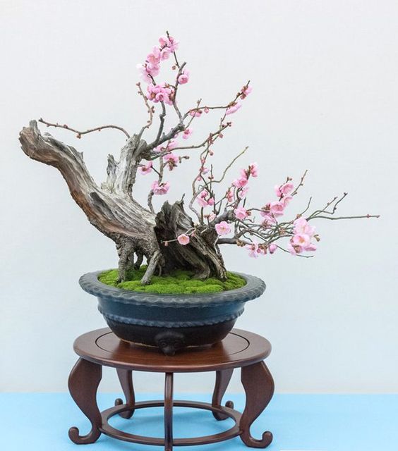 盆景欣赏:古梅,古雅中带着俏丽,绮丽多彩的美姿,百看不厌