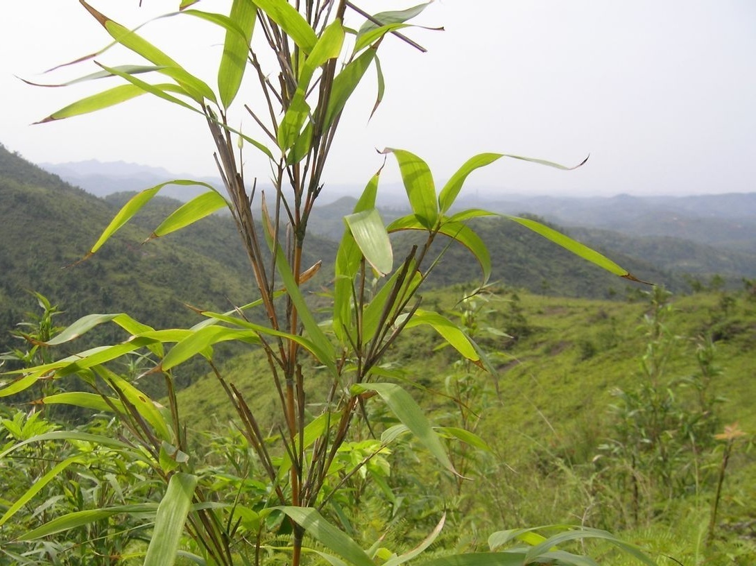植物小百科:关于矩叶赤竹你不得不知道的知识!