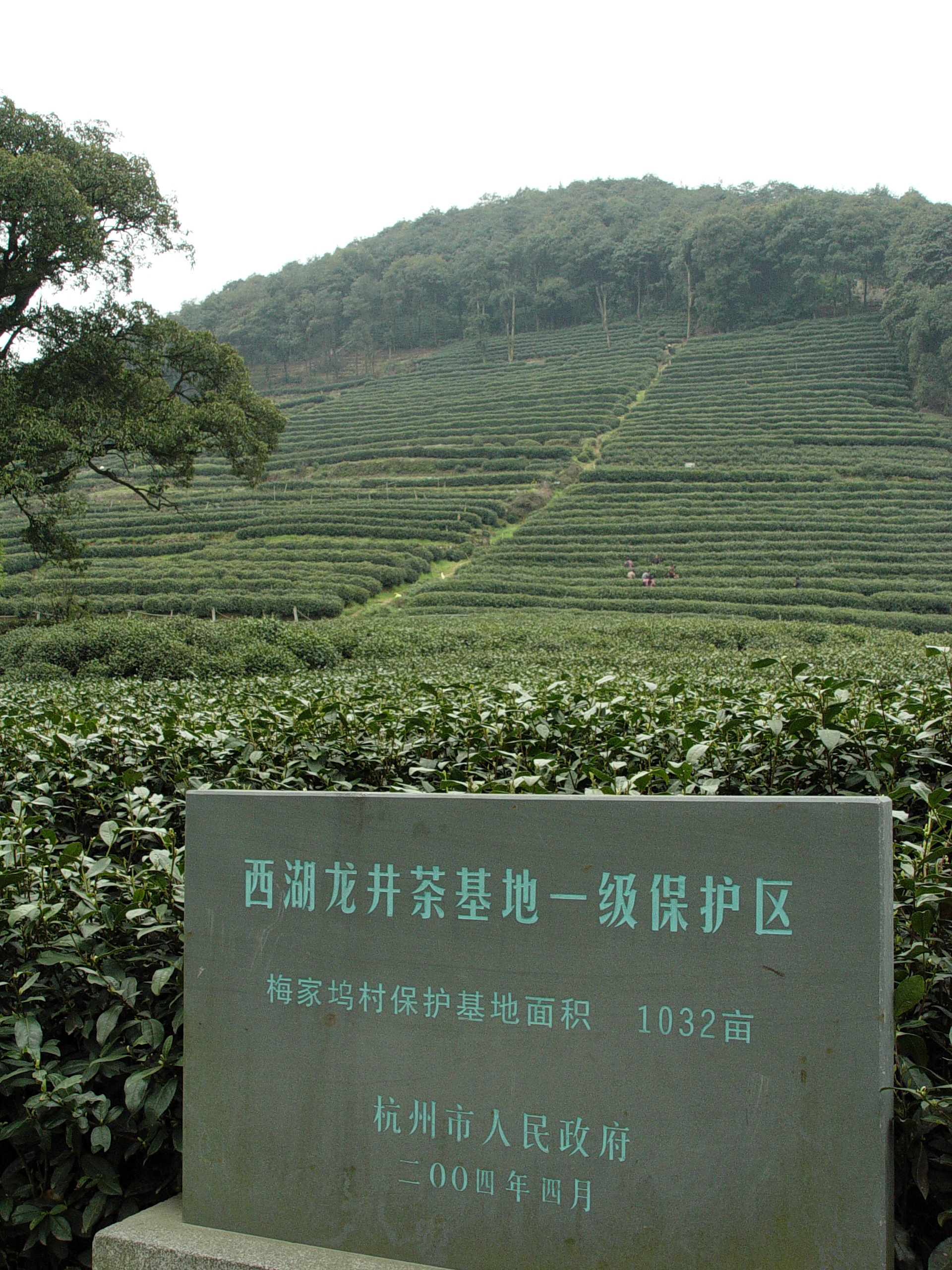 西湖龙井茶的梅家坞茶区