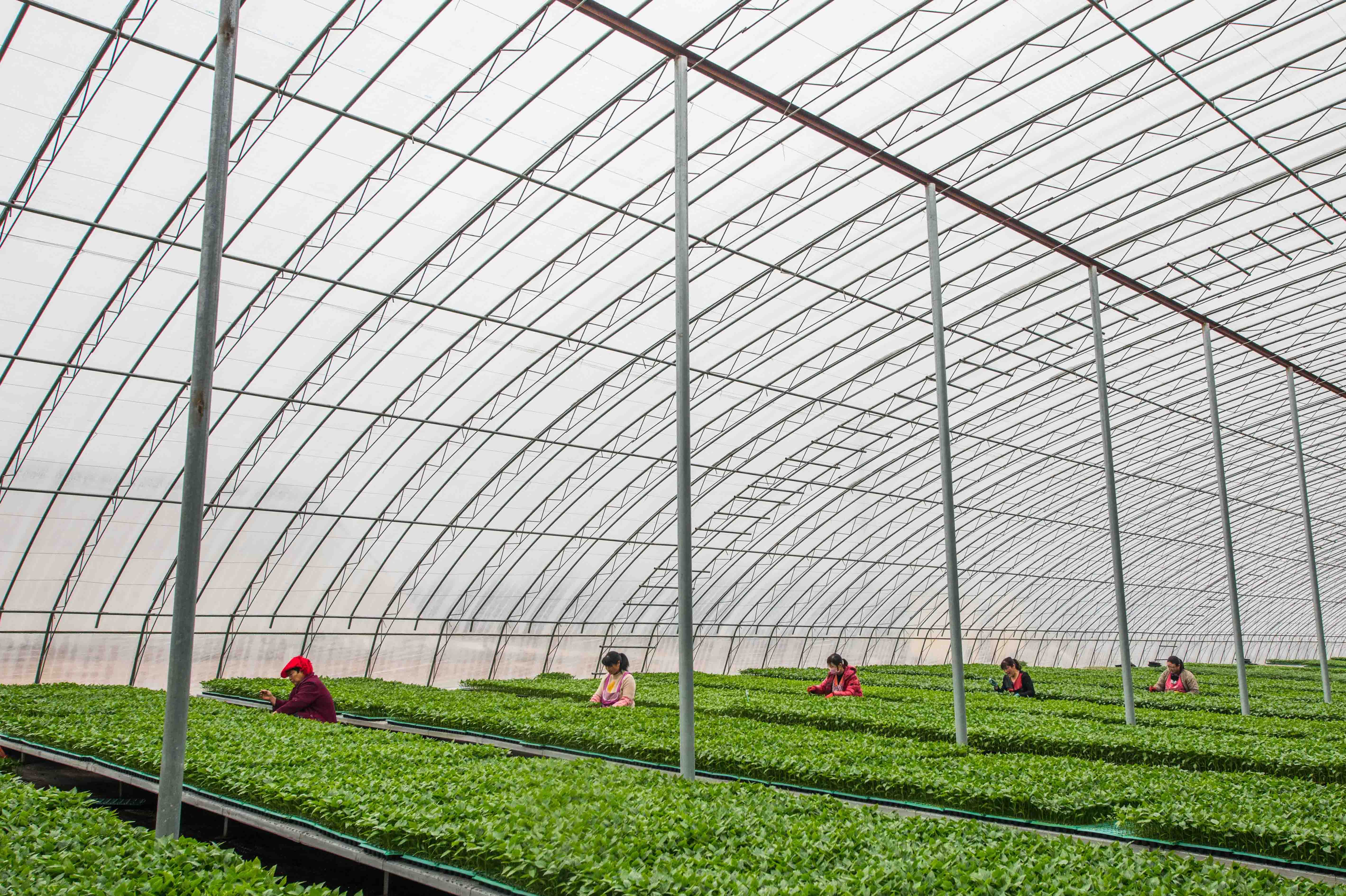 新华社照片,唐山(河北),2019年2月13日    大棚春管忙    2月13日