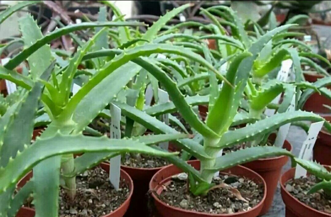盆栽芦荟,夏季浇水不宜多,否则容易造成烂根