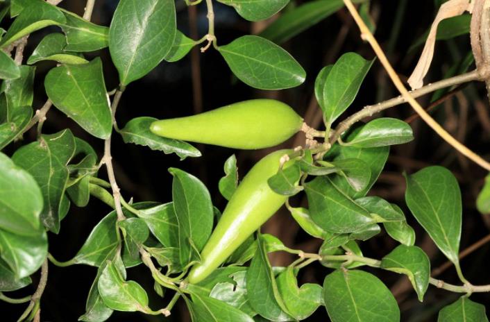 农村这种野草随处可见,根能入药价值宝贵,农民叫它"羊角藤"