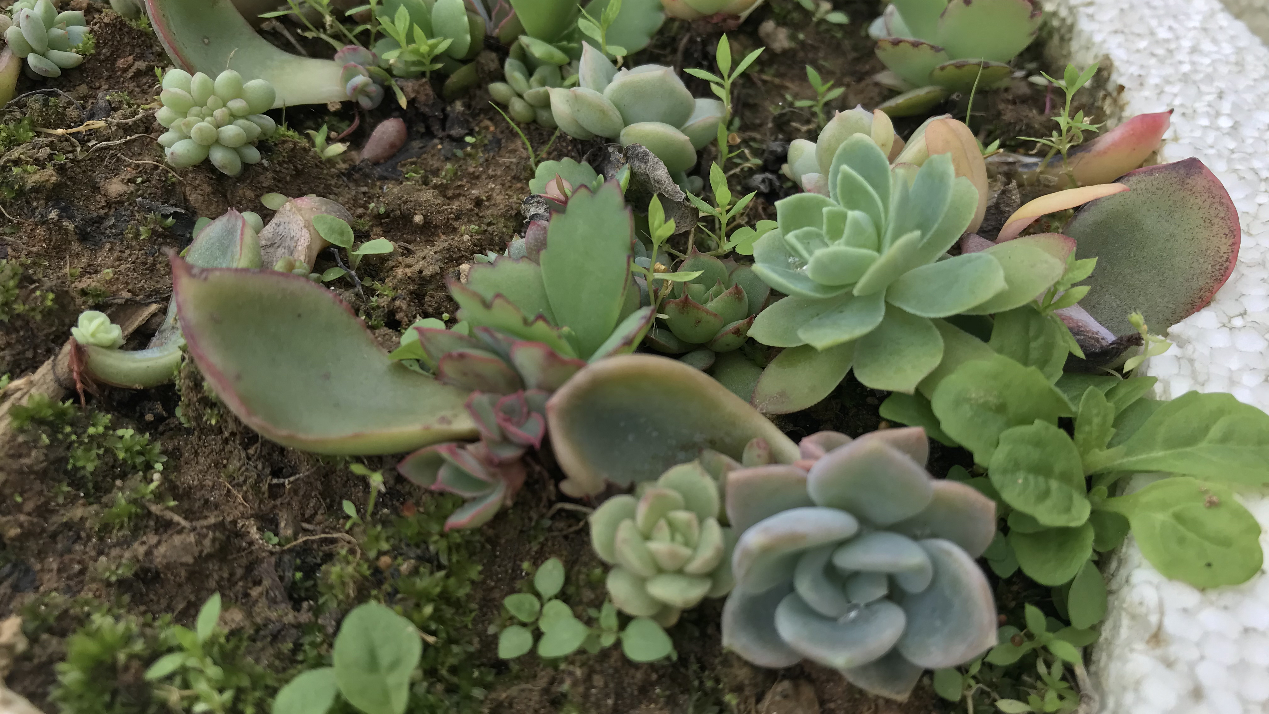 多肉花园:当初对多肉痴迷,为何现在渐渐厌倦?