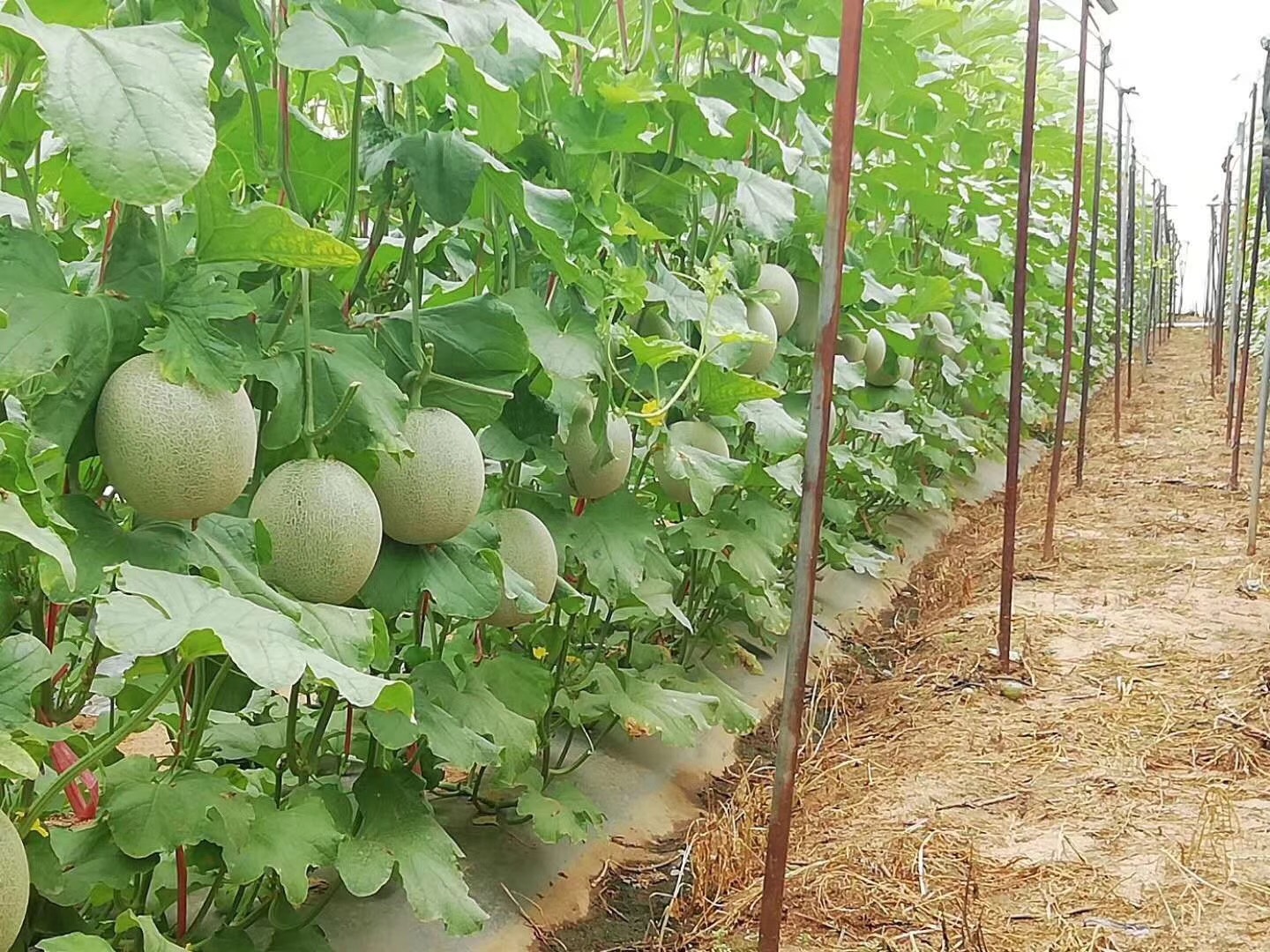 在海南種植的玫瓏蜜瓜,比日本的便宜比山東的甜