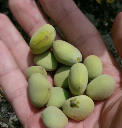 美食:榄钱,能降低血压,是生活中预防人类三高的理想食材!