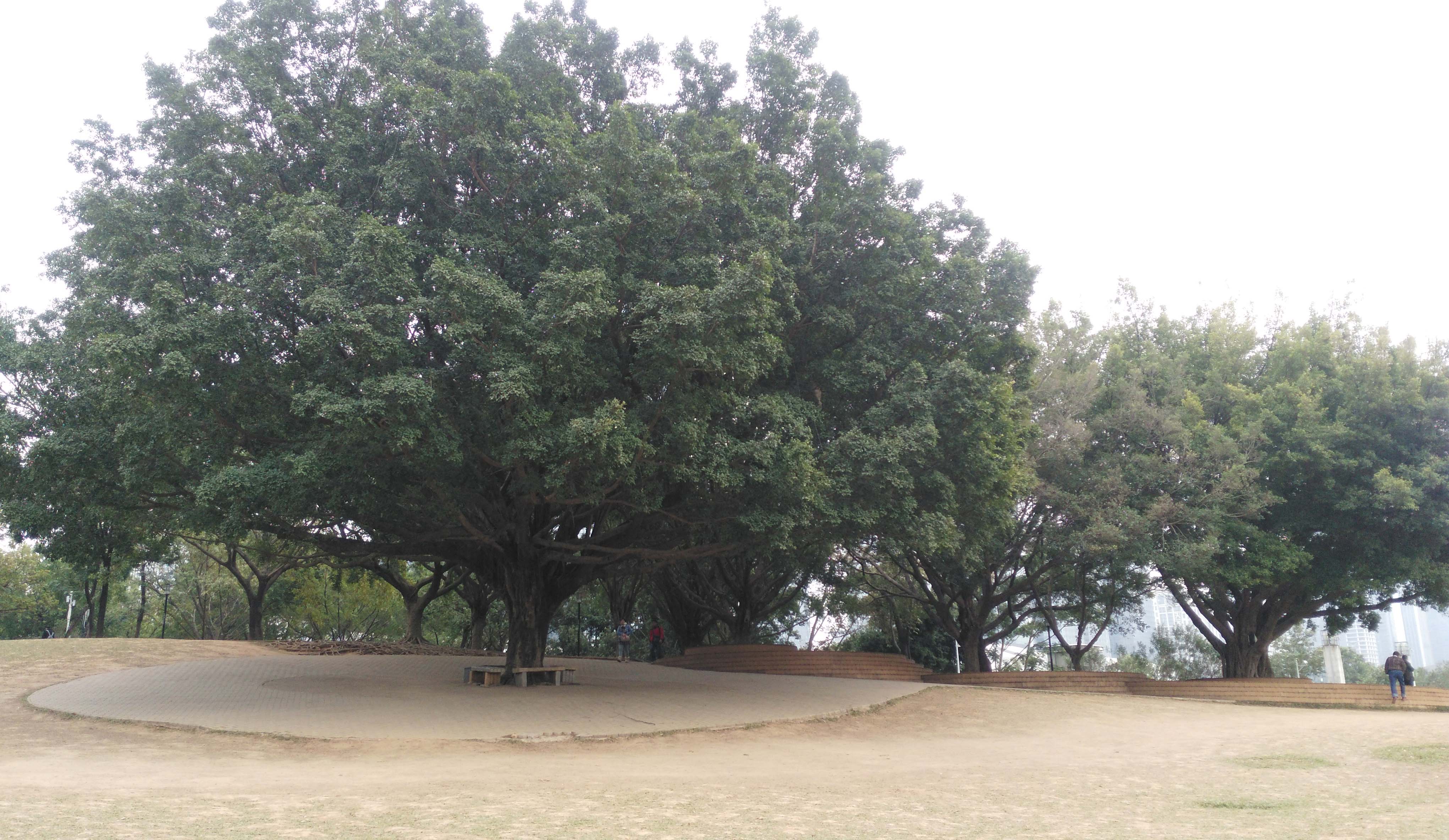 深圳莲花山公园里这些大树,引人注目