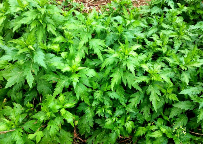 诗诗谈种植,菊花脑的种植方法和管理