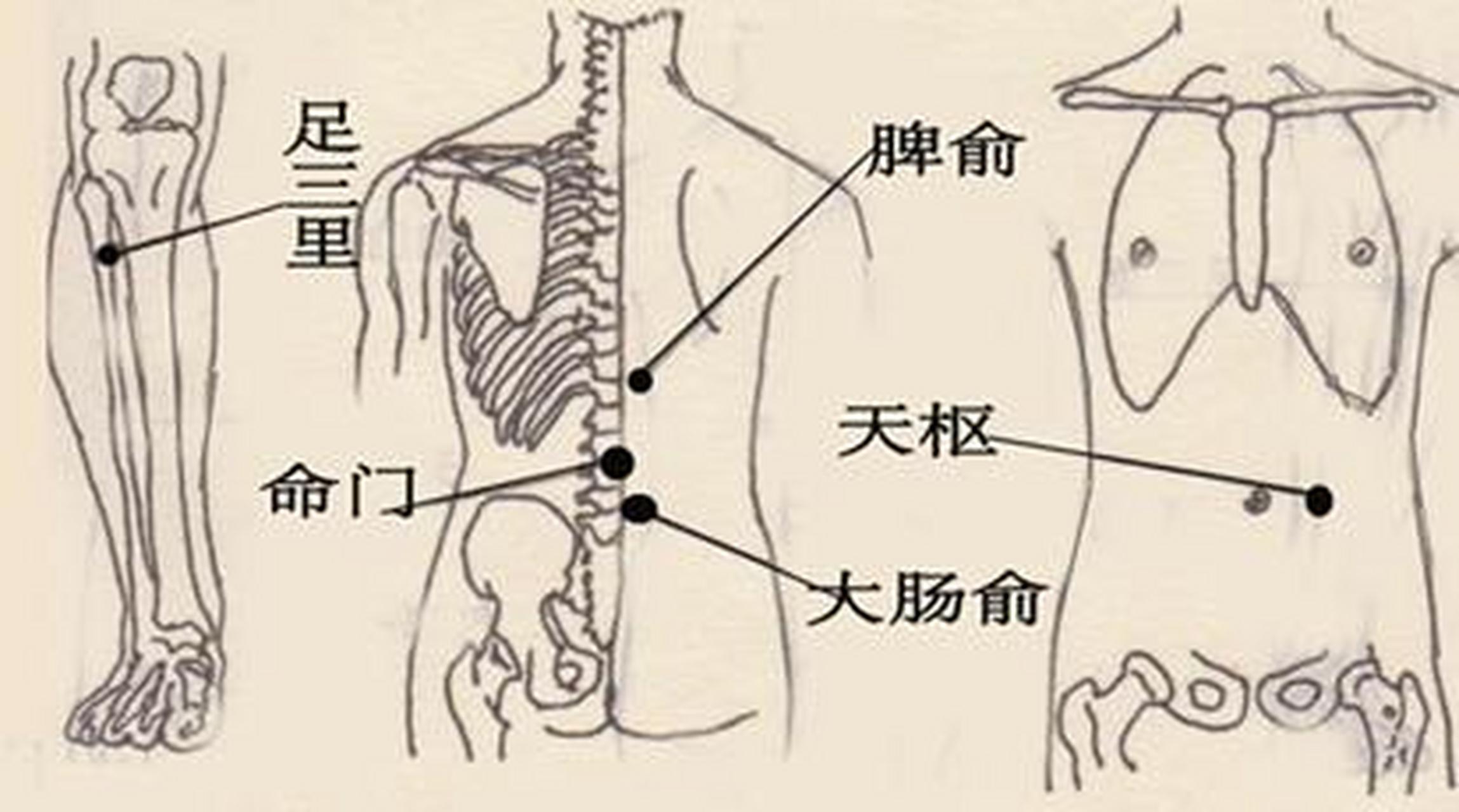 科普知识竞赛#大肠俞穴,属足太阳膀胱经,大肠之背俞穴,在腰部,当第4