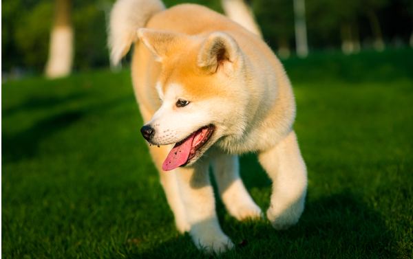 秋田犬(拉丁学名:japanese akita),别名日本秋田犬,日系秋田犬,原产地