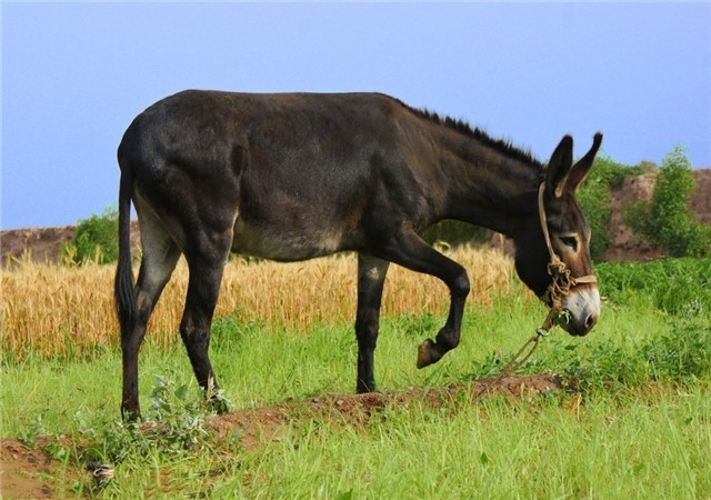 驴全身是宝,养殖这种生物的时候,注意事项在这里