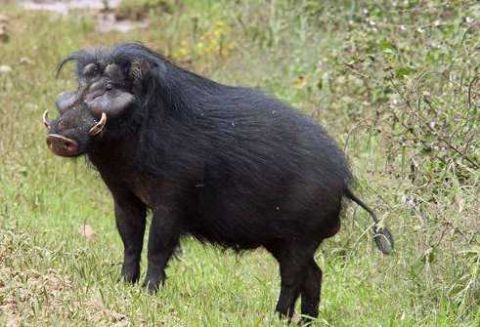 猪界"战斗猪"!巨林猪获封"世上第一猛猪",狮子都不敢招惹它