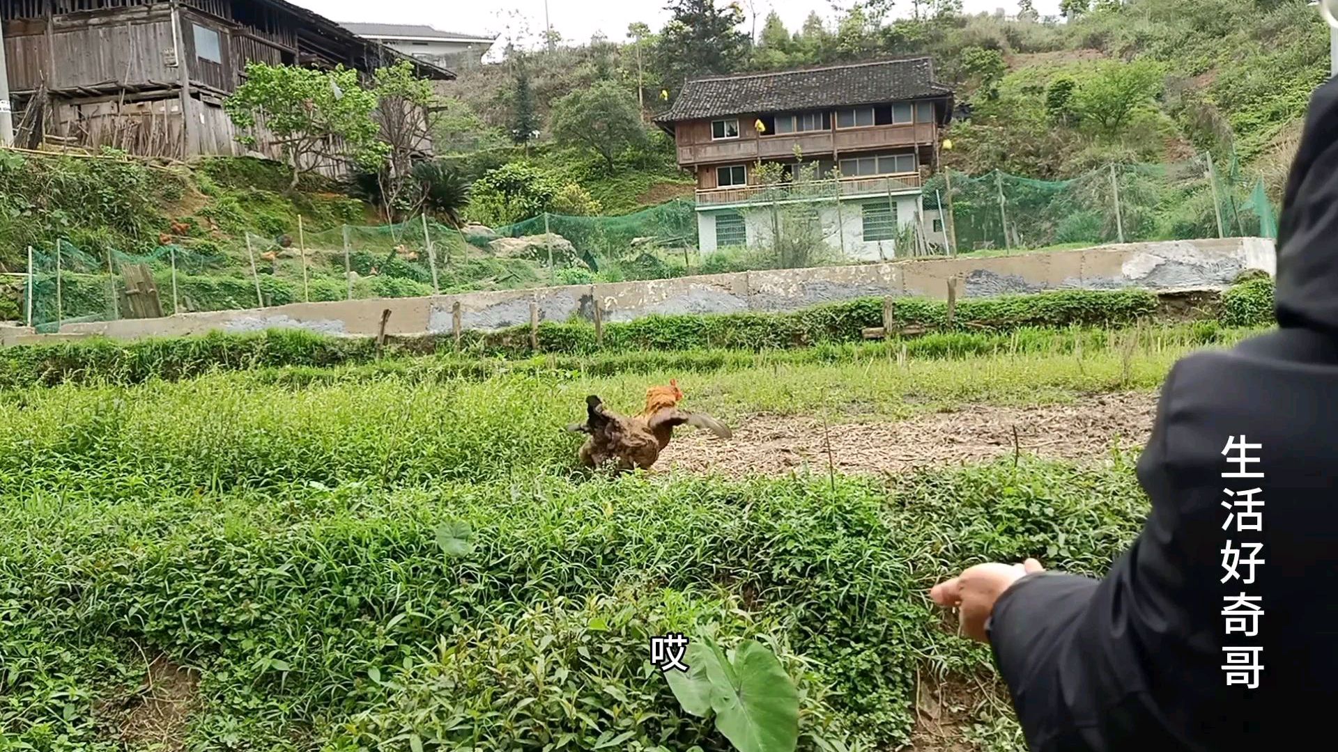 专门吃草,不吃大米的鸡,你见过吗?