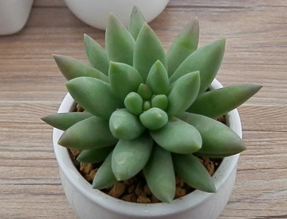 多肉植物玉珠帘,这样养护一定外表饱满