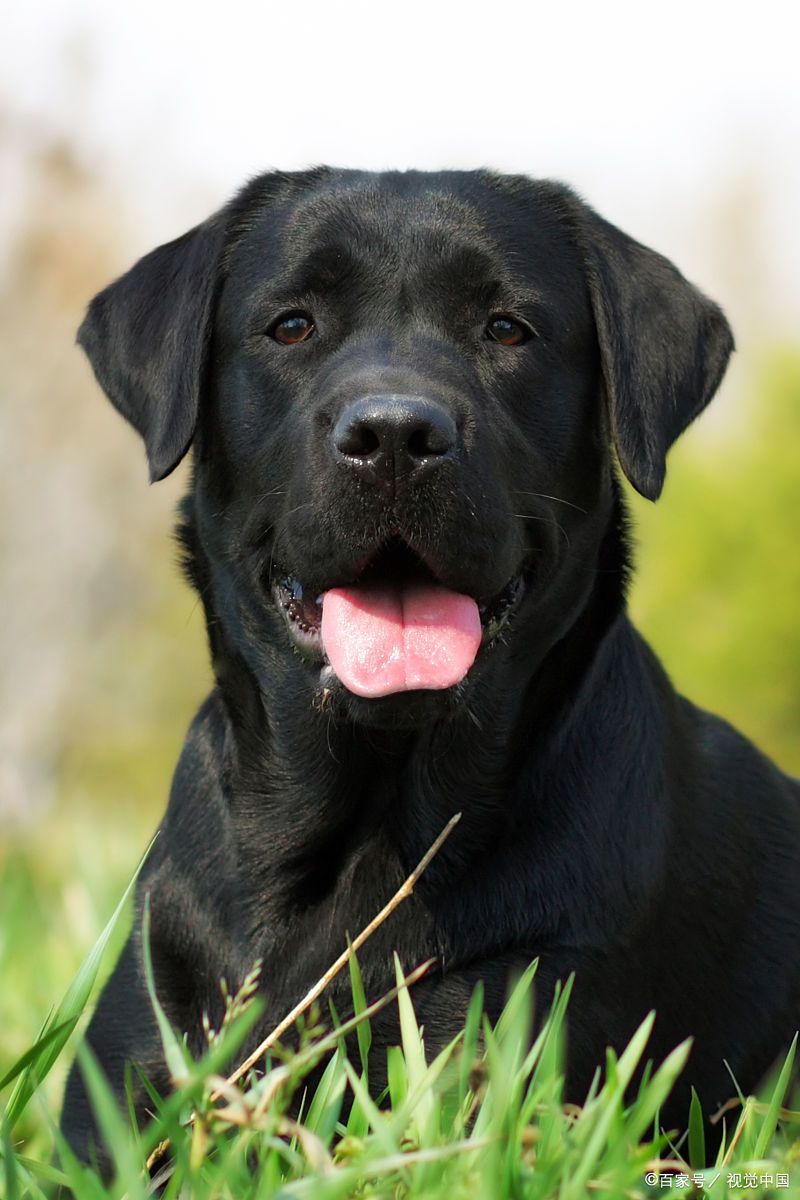 黑色狗狗有哪些品种