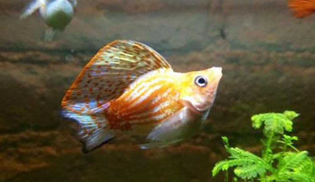 玛丽鱼是一次性生完吗?一次可以生多少条?