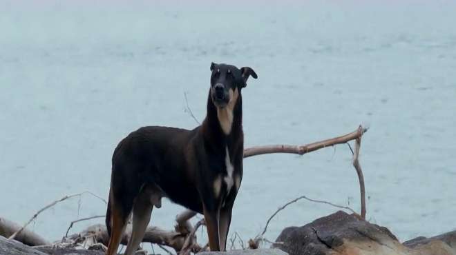 [图]香港“犬之岛”，专门遗弃狗狗的几座孤岛，现在变成这样……