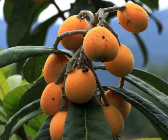 枇杷- 热门商品专区