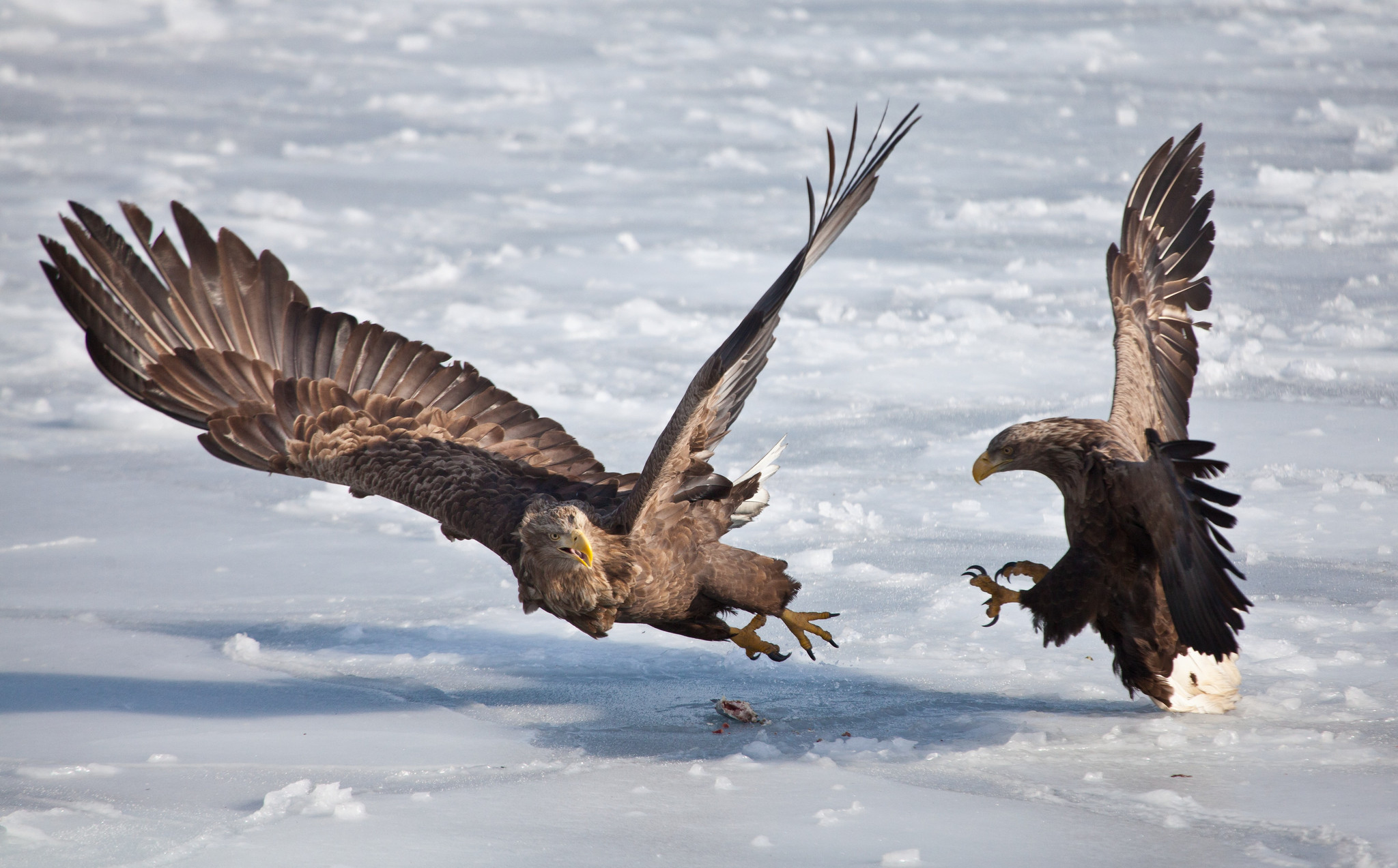 俄罗斯:两只鹰为争一条鱼开打 冰上大战数回合