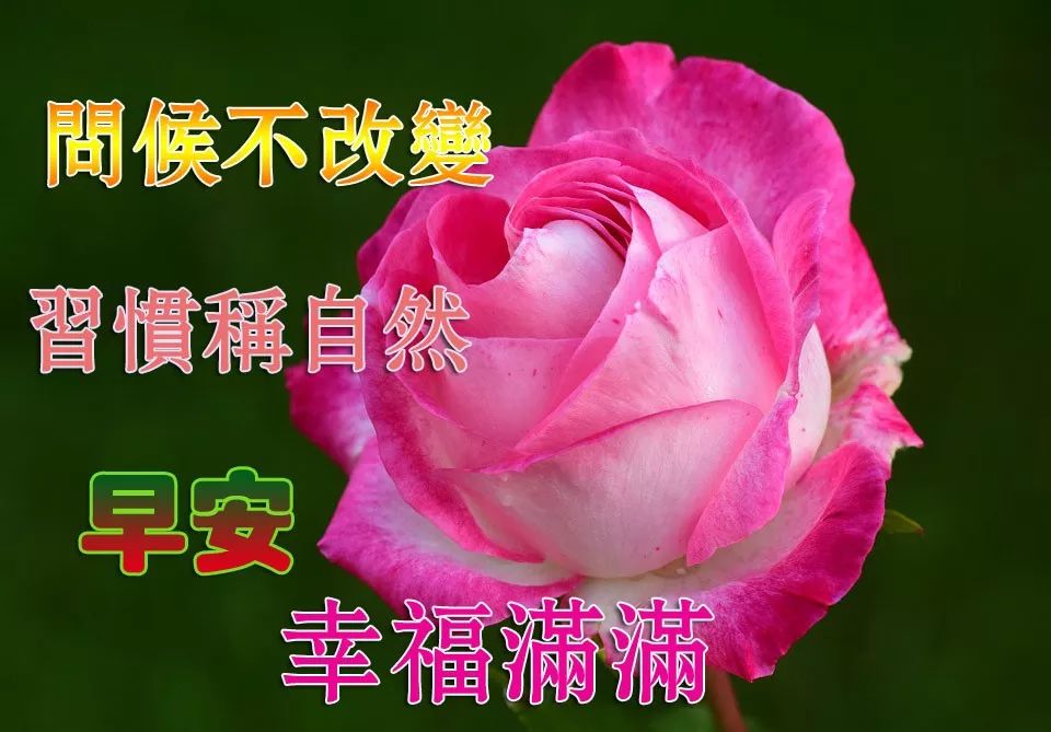 朋友圈特漂亮的早上好问候图片鲜花带字 早安问语祝福说说句子