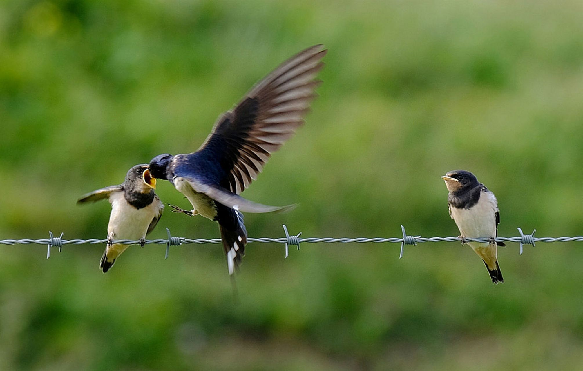 清明节气到,小燕子从南方飞回来了.