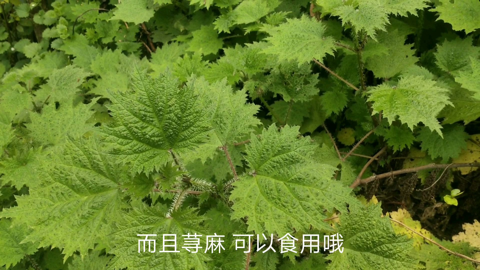 农村长着一种咬人草。以前农民用来喂猪,却不知其价值。也可做菜