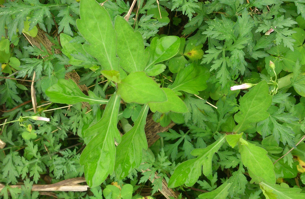 马头兰图片 baijiahao.baidu.com