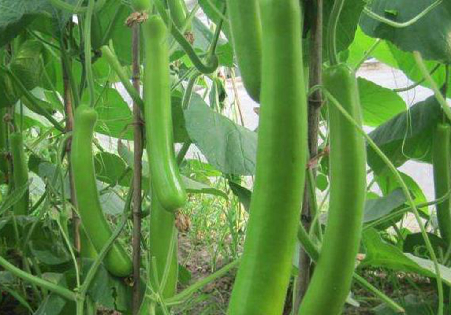 瓠子种植技术 - 2020年最新商品信息聚合专区 - 百度爱采购