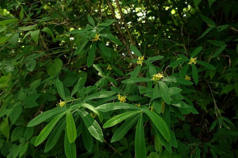 民间一种有名的止痛药材,人称"祖师麻,只用根皮茎皮来入药