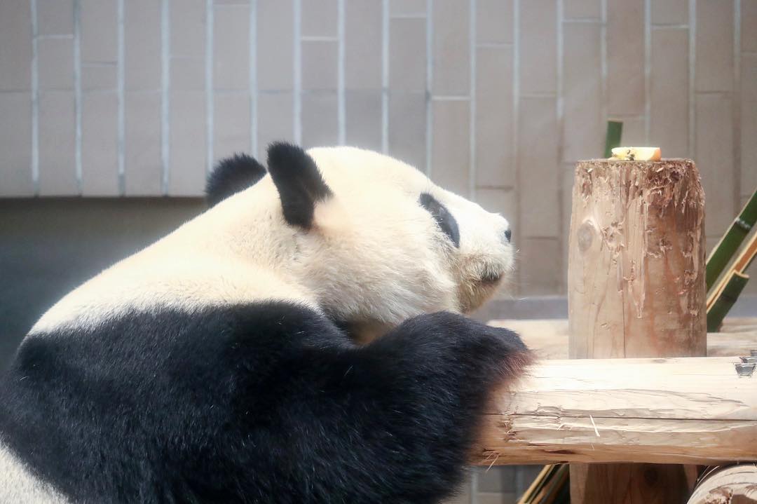 大熊猫宝宝露出萌态,香香的每天都是开心的