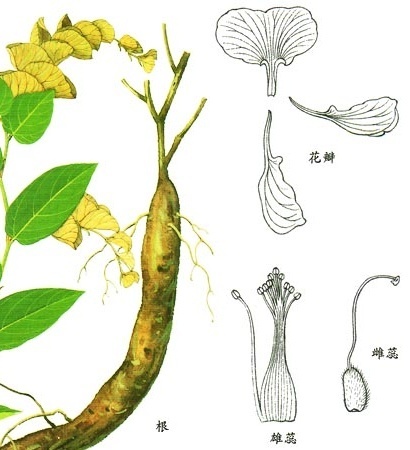 球穗花千斤拔你真的了解吗?球穗花千斤拔知识科普