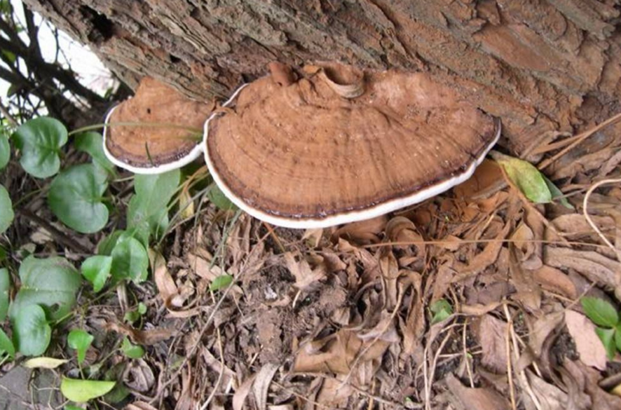 农村有一种灵芝能驱蚊虫,能泡茶喝,农民都把它当柴烧