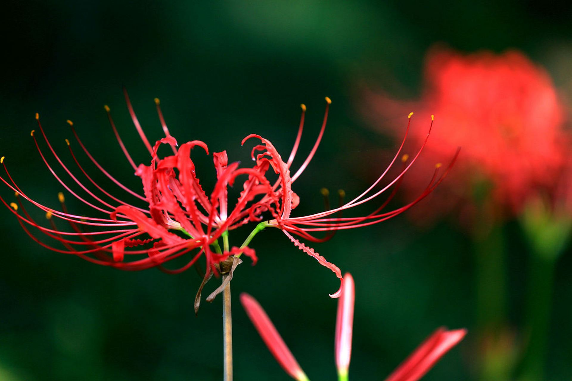 昨天,我的老公终于回家了,我满心欢喜地期待着他能与我亲热一番.