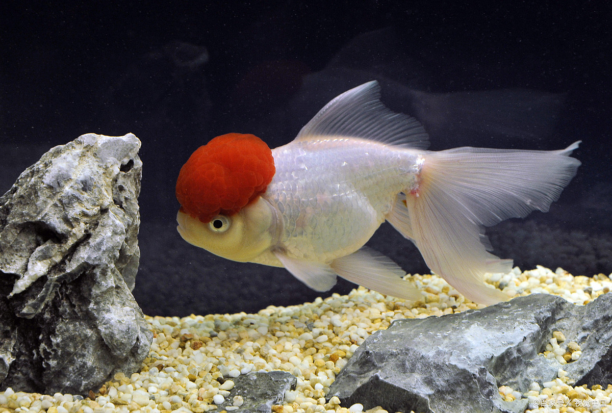 小金鱼 - 优质问答专区