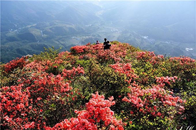 金子山的杜鹃花图片