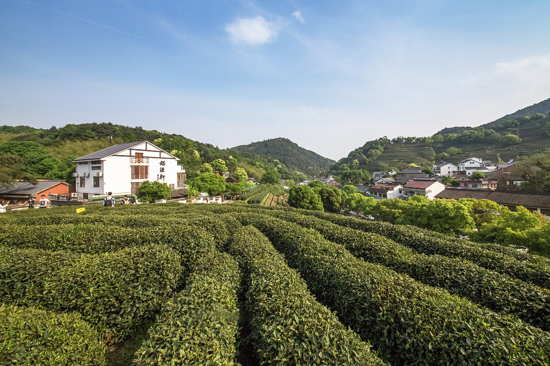 95杭州龙坞茶村,茶香里的诗与远方92  97你是否曾想过,在繁忙的
