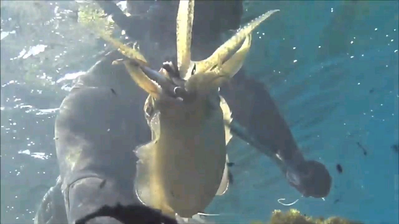 壁纸 动物 海底 海底世界 海洋馆 水族馆 鱼 鱼类 1279_719