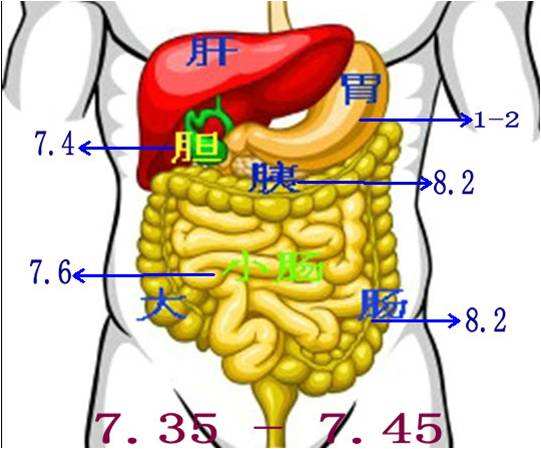 肠子在哪个部位图解图片