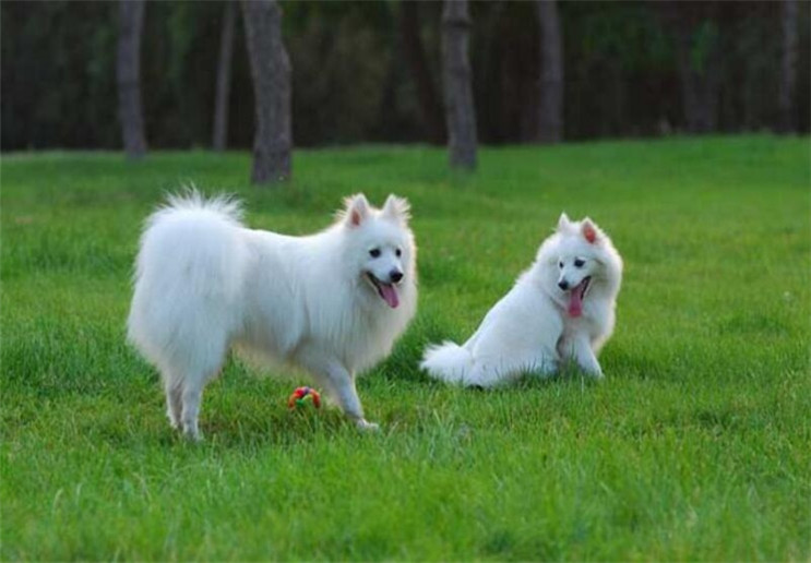 爱斯基摩犬和萨摩耶图片
