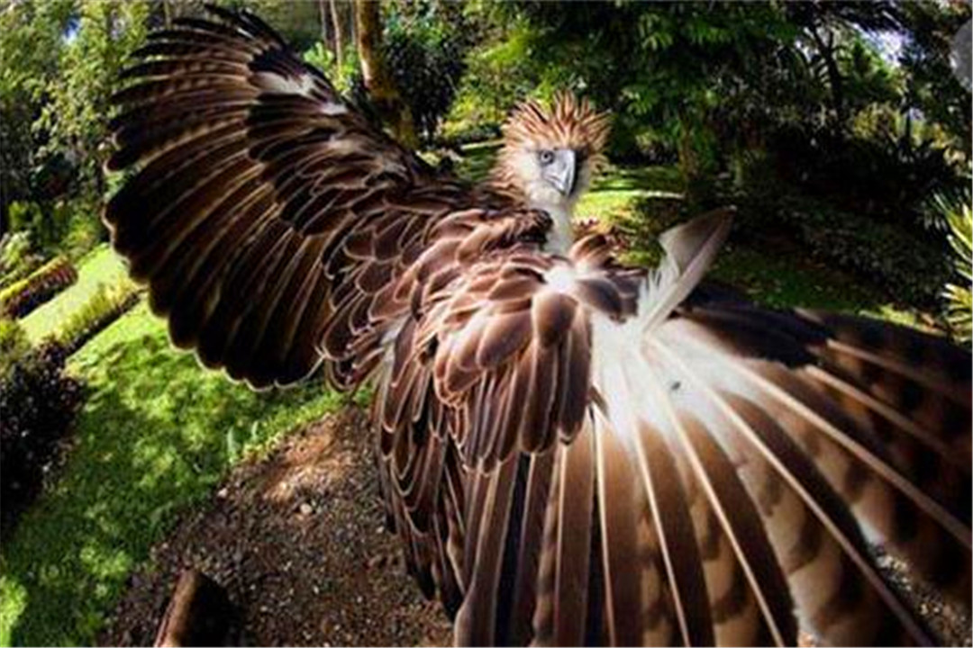 全球最濒危的4种动物!看似可爱实则凶猛,却还是躲不过猎杀!