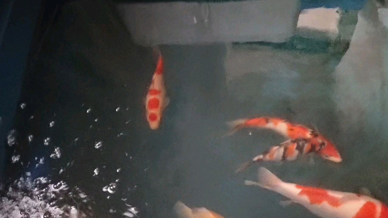 自己养的七条漂亮锦鲤鱼
