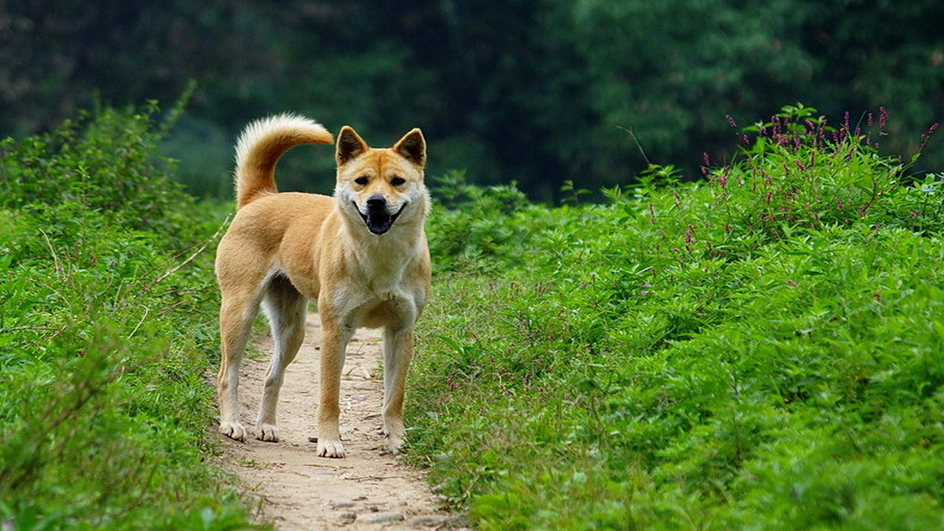 大黄狗母性大发,把小鸡当成自己的孩子一样保护着,鸡:此生足矣