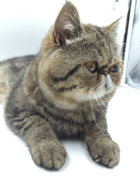 加菲猫(拉丁学名:exoticshorthair)一般指异国短毛猫,它的别称有很多