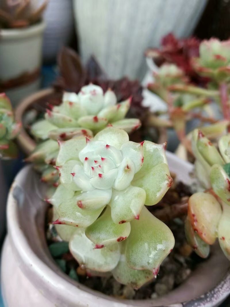 宝妈爱多肉:佛系养肉,专心带娃!