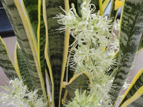 虎皮兰,究竟几年开一次花?