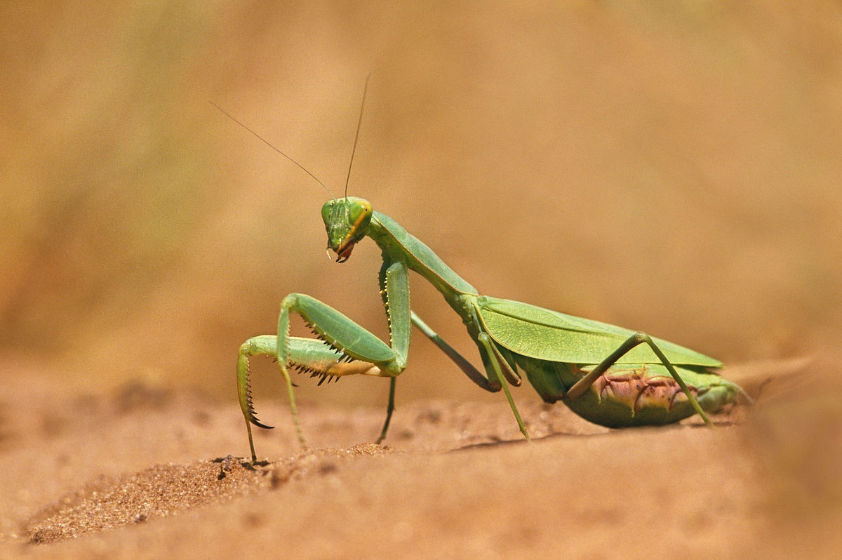 非洲绿巨螳螂知识免费科普,看一看你了解多少?