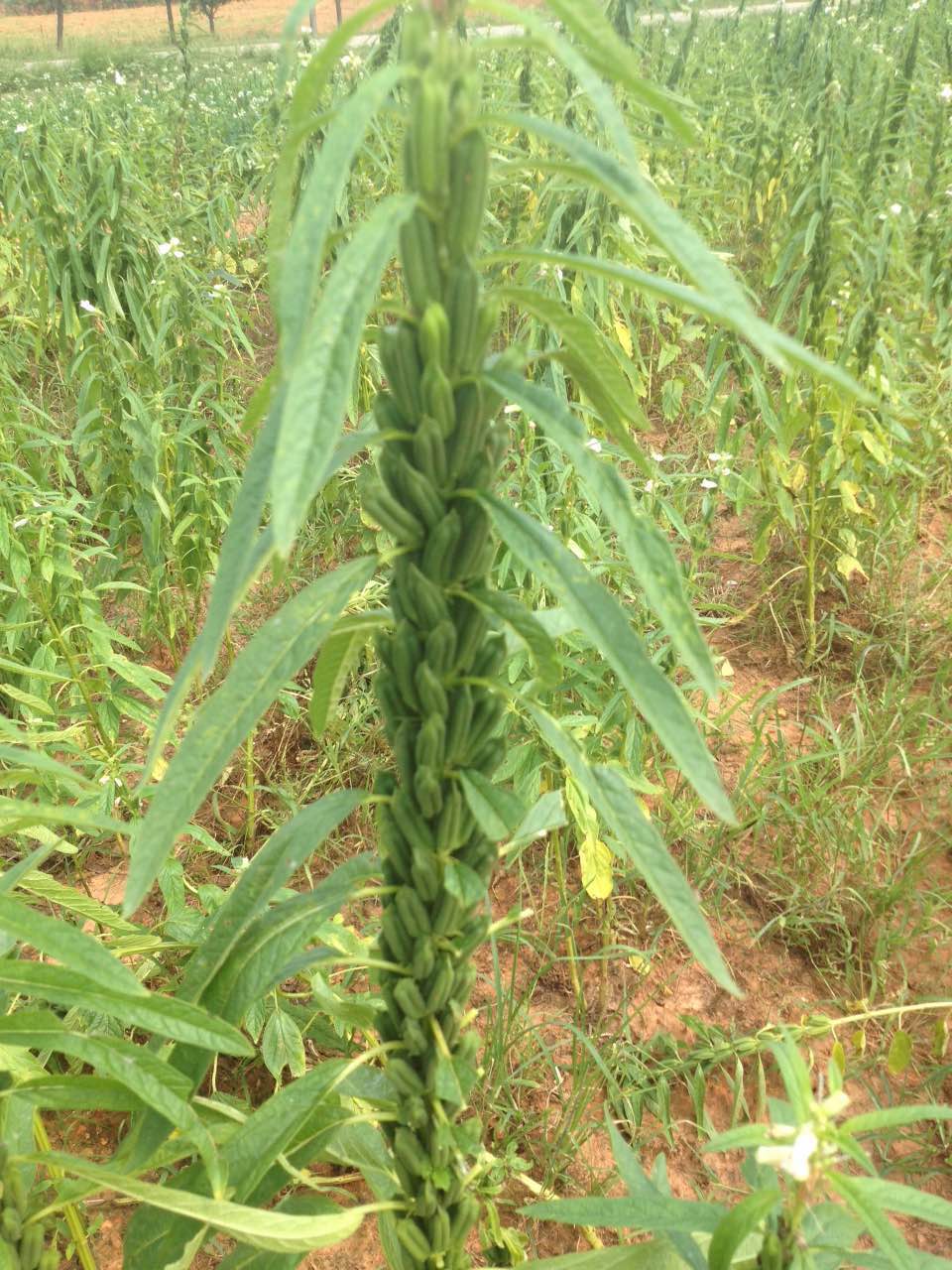 芝麻开花节节高,原汁原味的黑芝麻种植土地