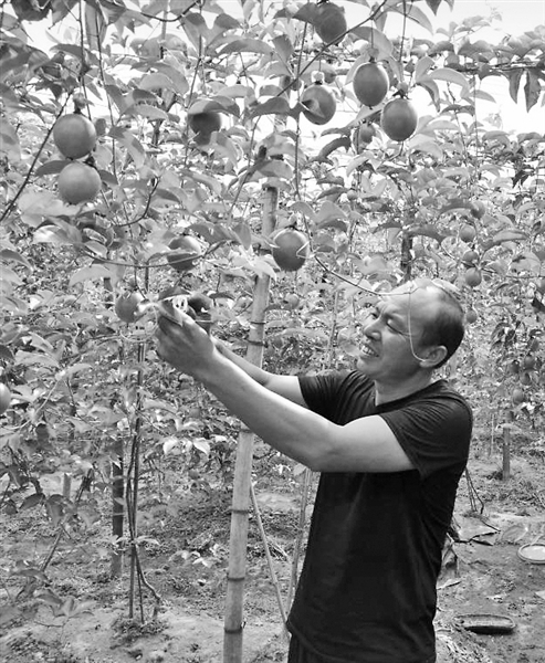 双层垂帘种植百香果产量倍增