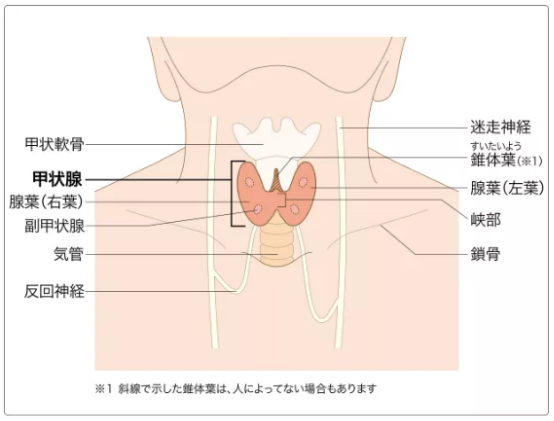 甲状腺结节在哪个位置图片